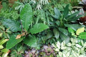 Plant show 2012 (88).JPG